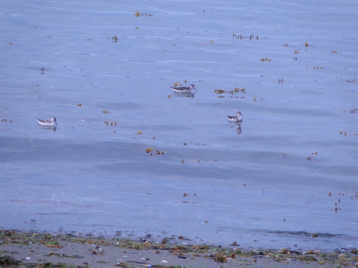 Плавунець круглодзьобий - ML644750047