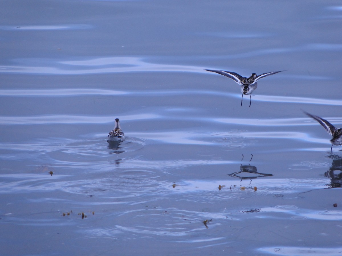 Плавунець круглодзьобий - ML644750048