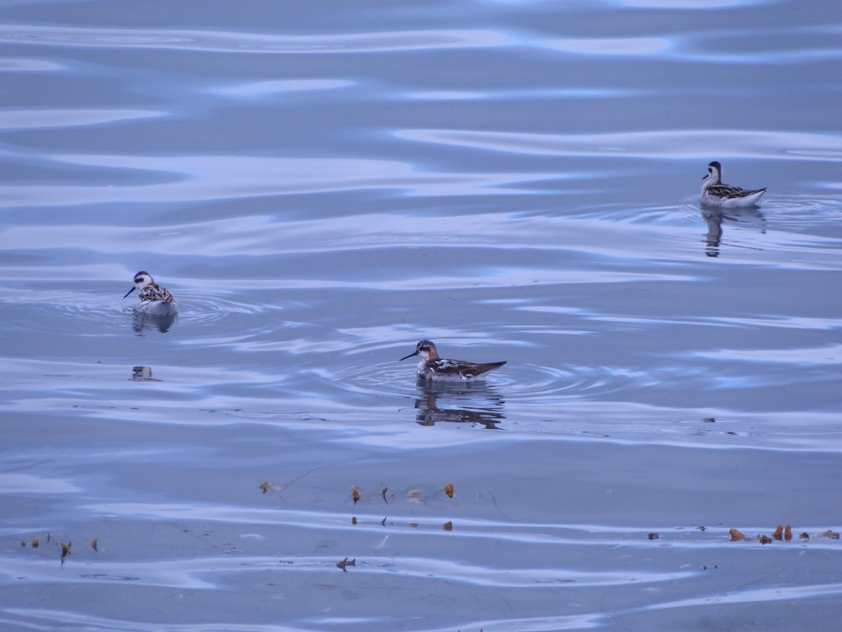 Плавунець круглодзьобий - ML644750049