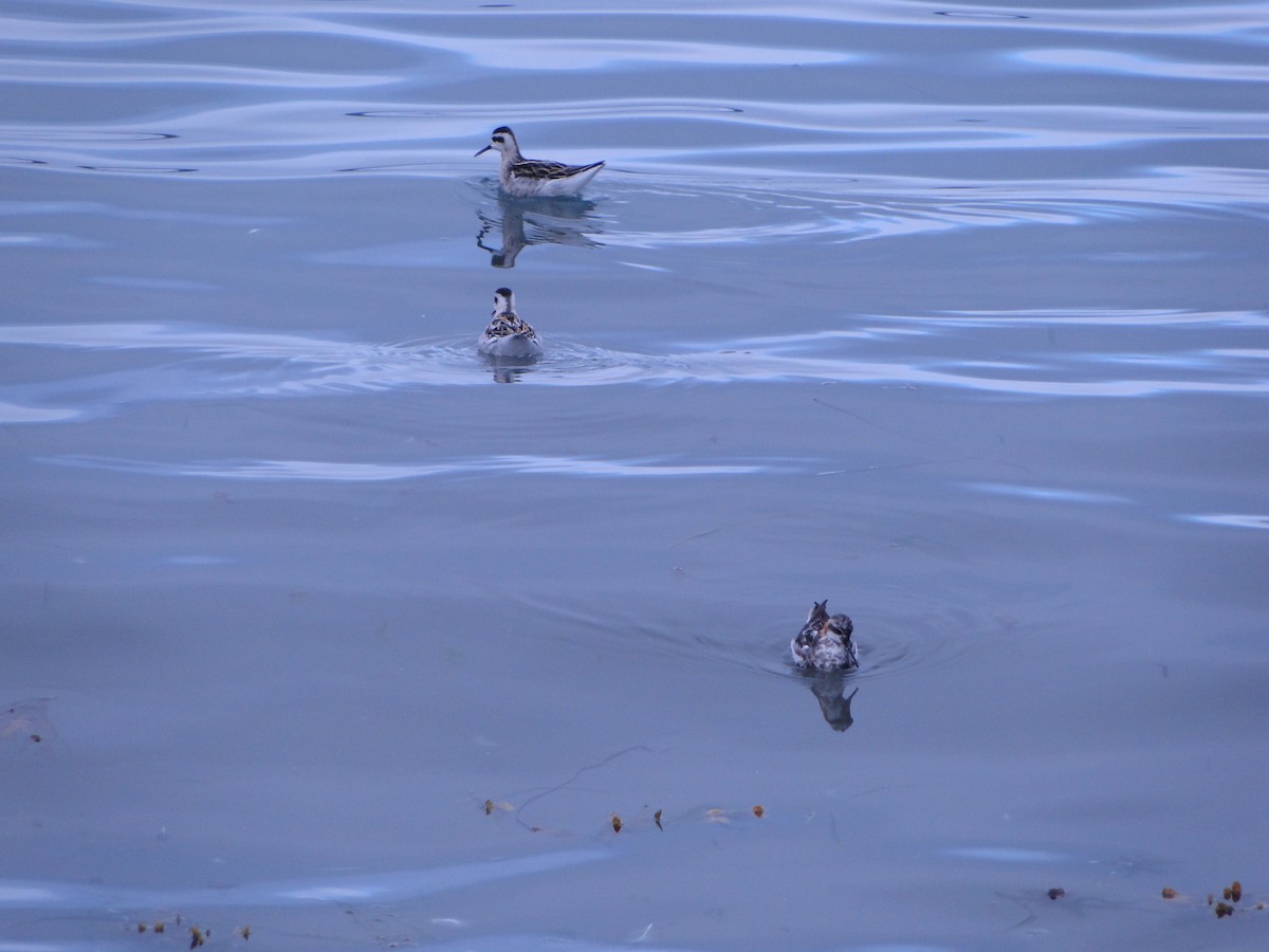 Плавунець круглодзьобий - ML644750050