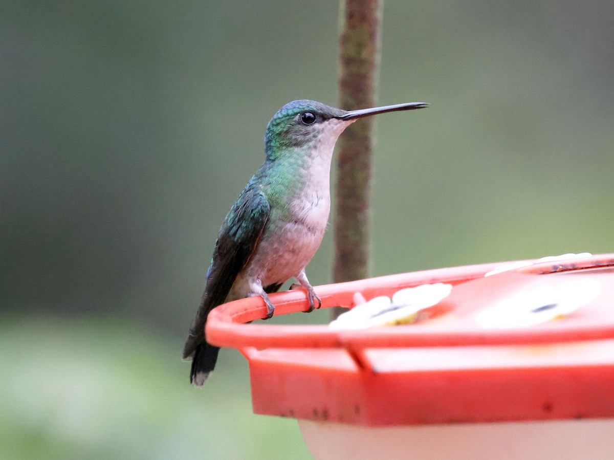 Violet-capped Woodnymph - ML644750056