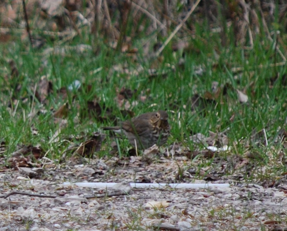 Swainson's Thrush - ML644750060