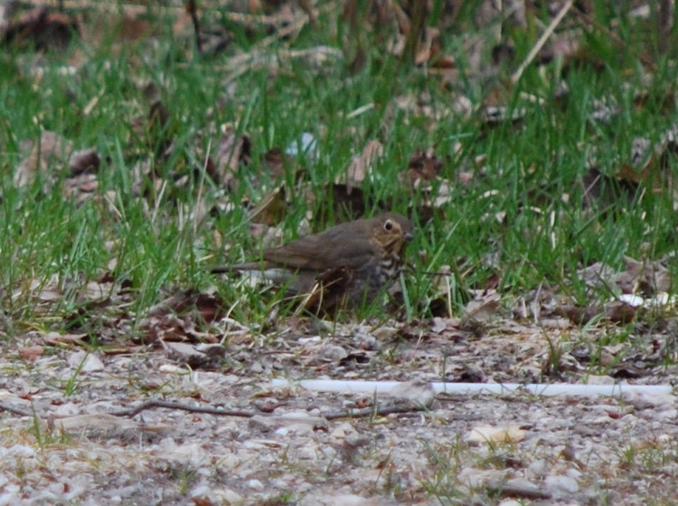 Swainson's Thrush - ML644750061