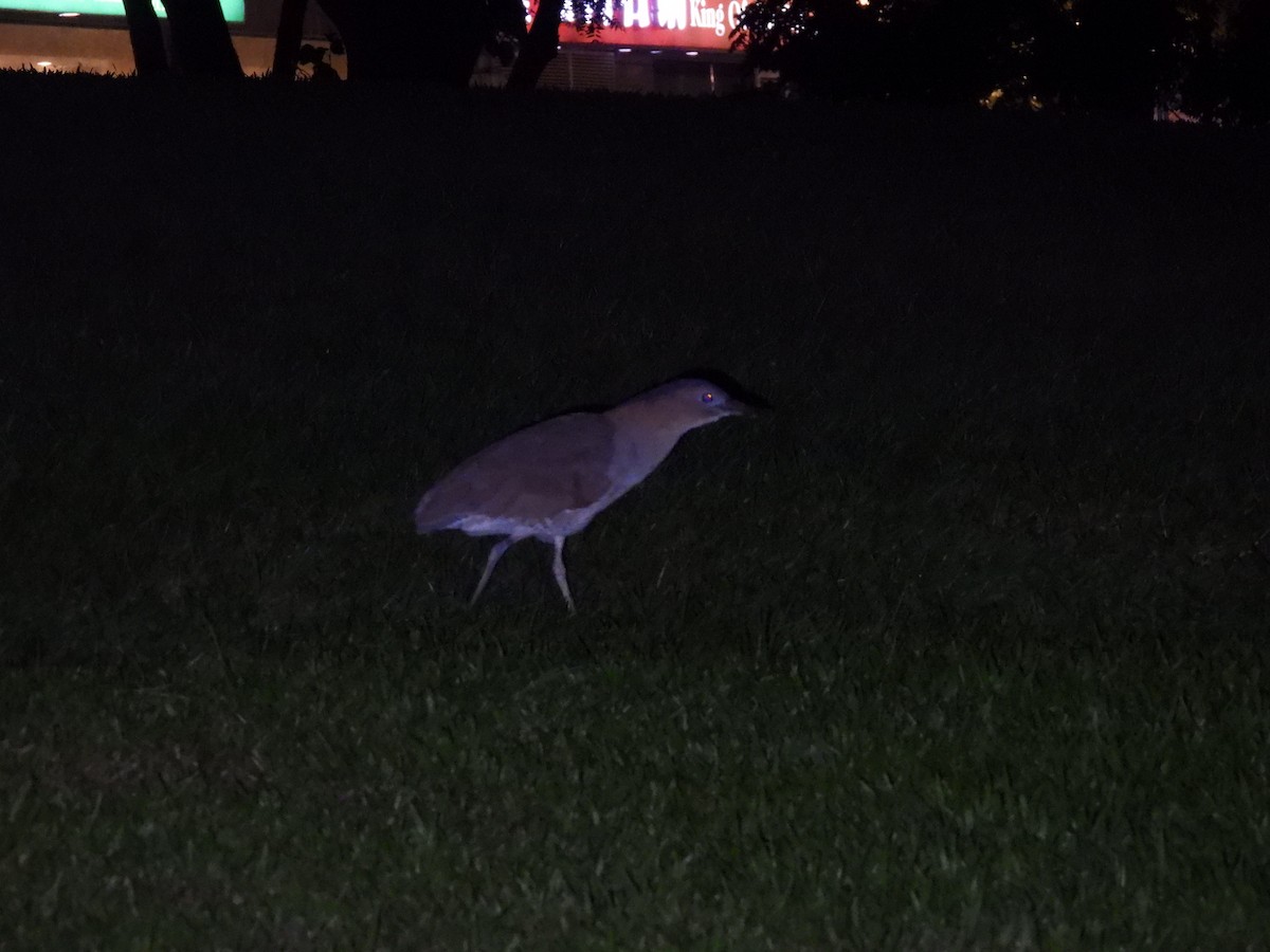 duskdverghegre - ML644750094