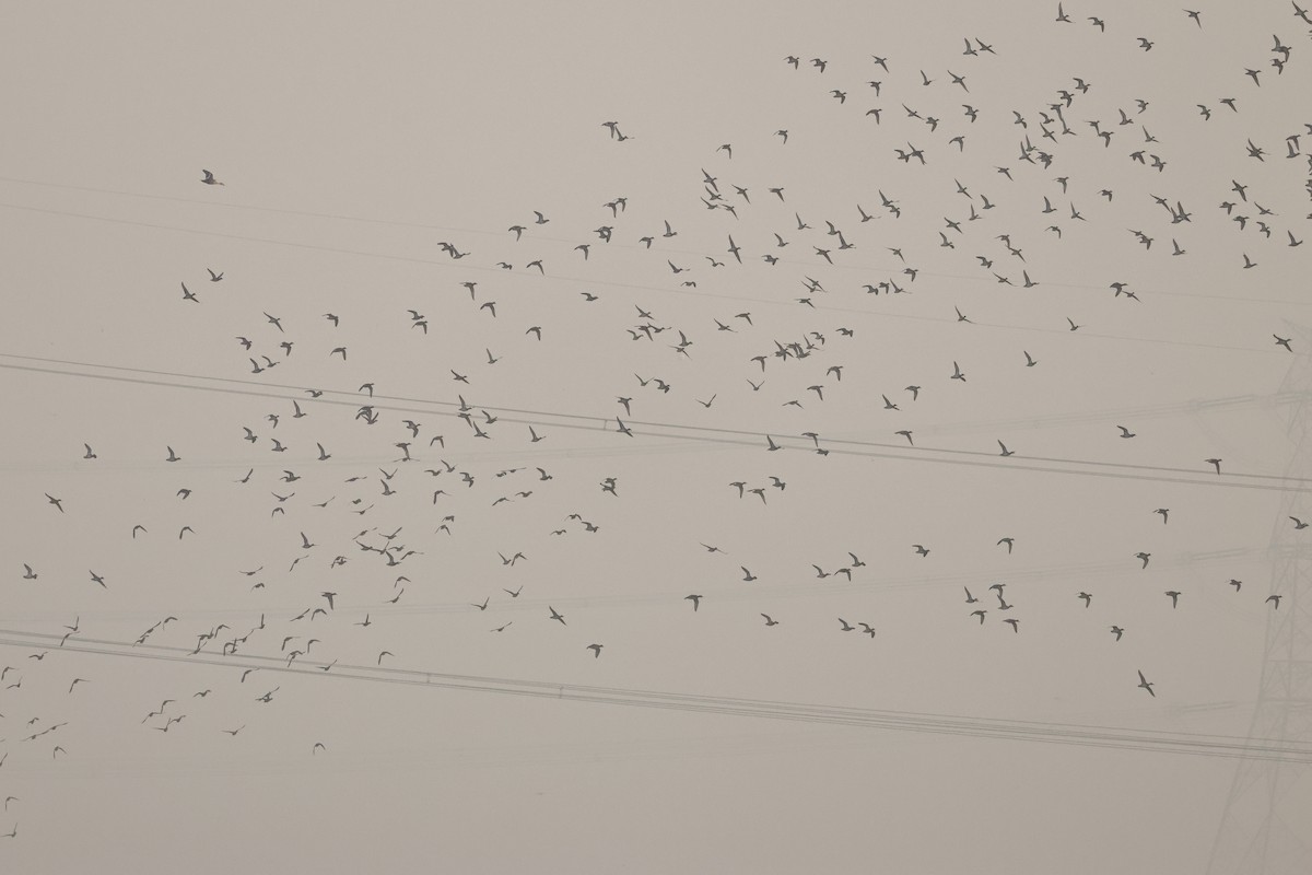 Entenvogel, unbestimmt - ML644750122