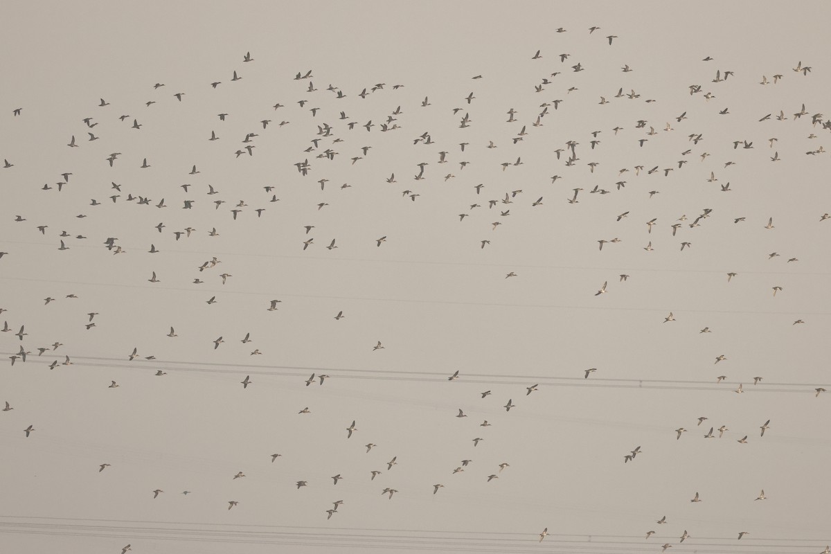 Entenvogel, unbestimmt - ML644750123