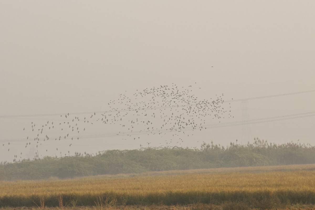 Entenvogel, unbestimmt - ML644750125