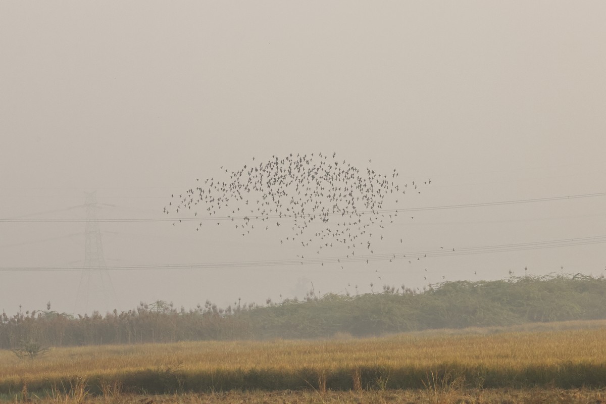 Entenvogel, unbestimmt - ML644750130