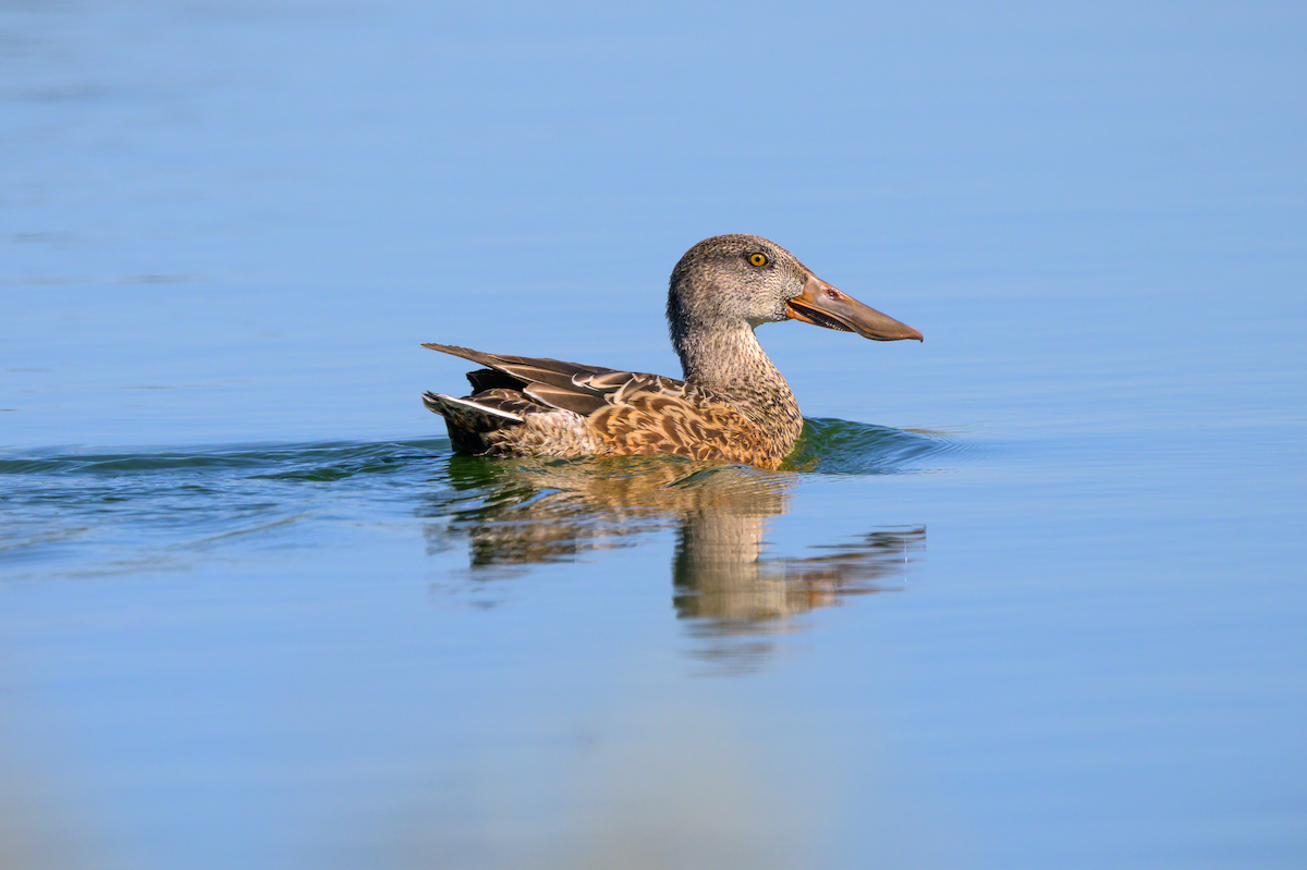 Northern Shoveler - ML644750144