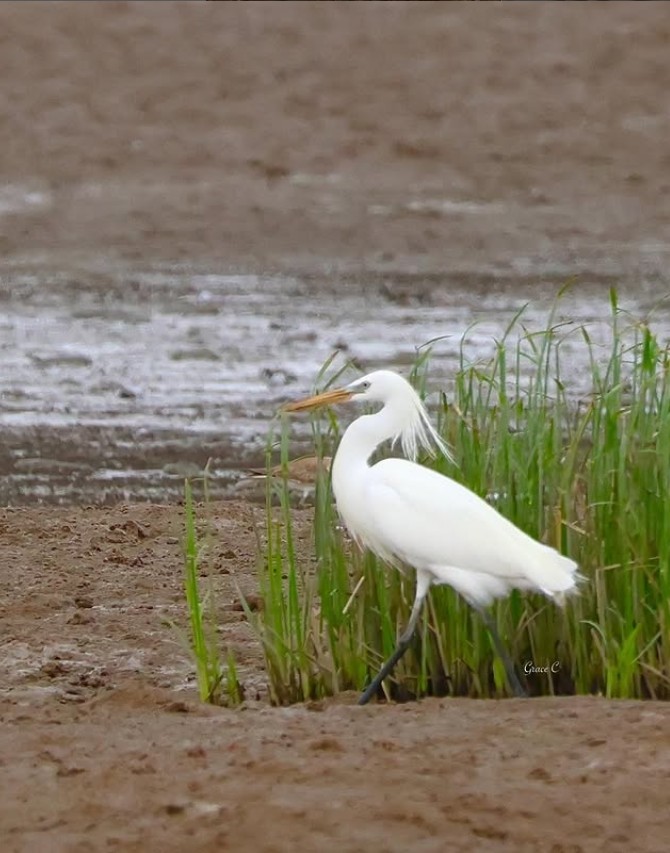 Chinese Egret - ML644750150