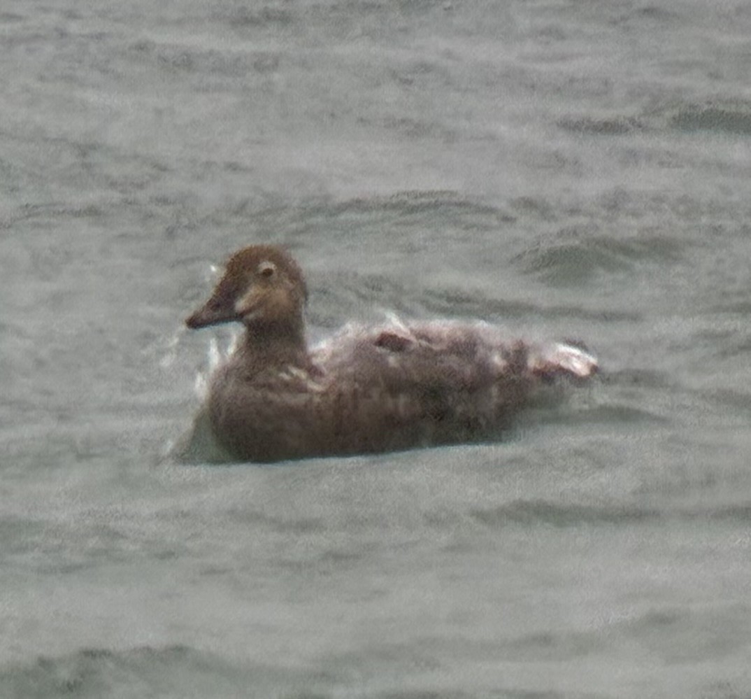 Гага-гребенушка - ML644750165