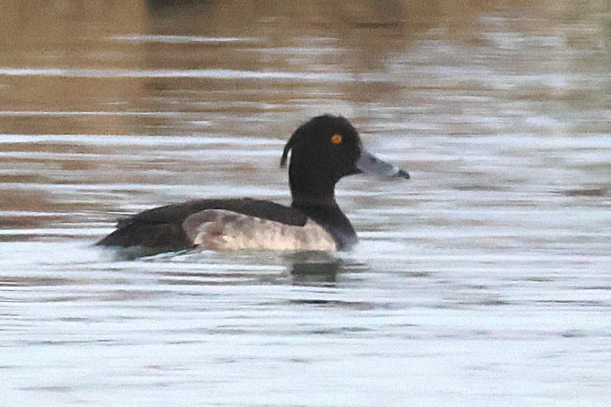 Tufted Duck - ML644750176