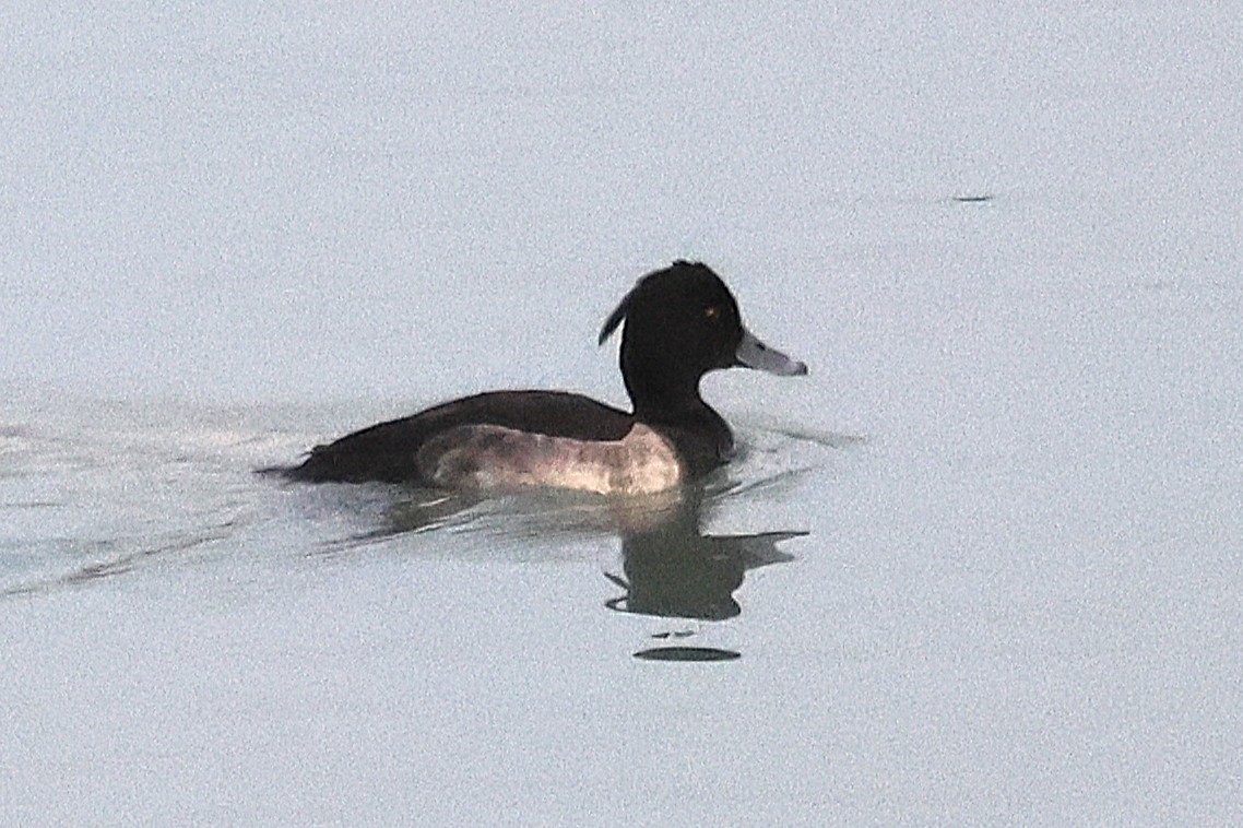 Tufted Duck - ML644750193