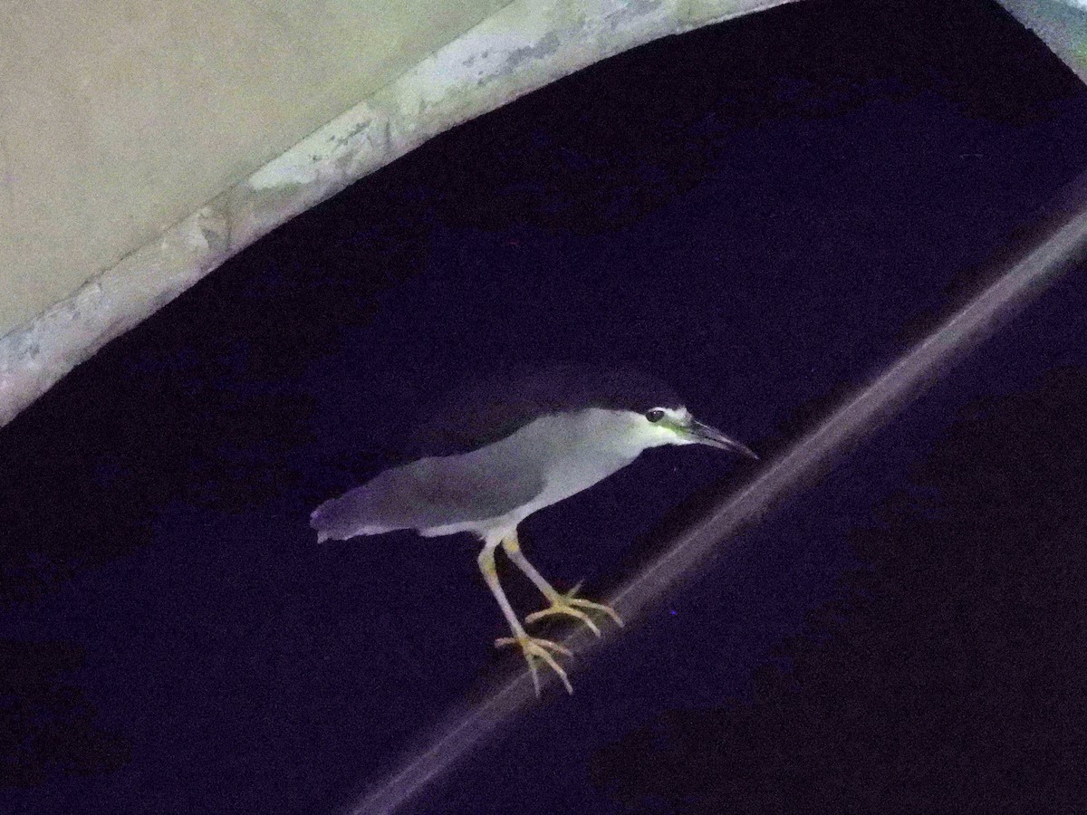 ゴイサギ - ML644750206