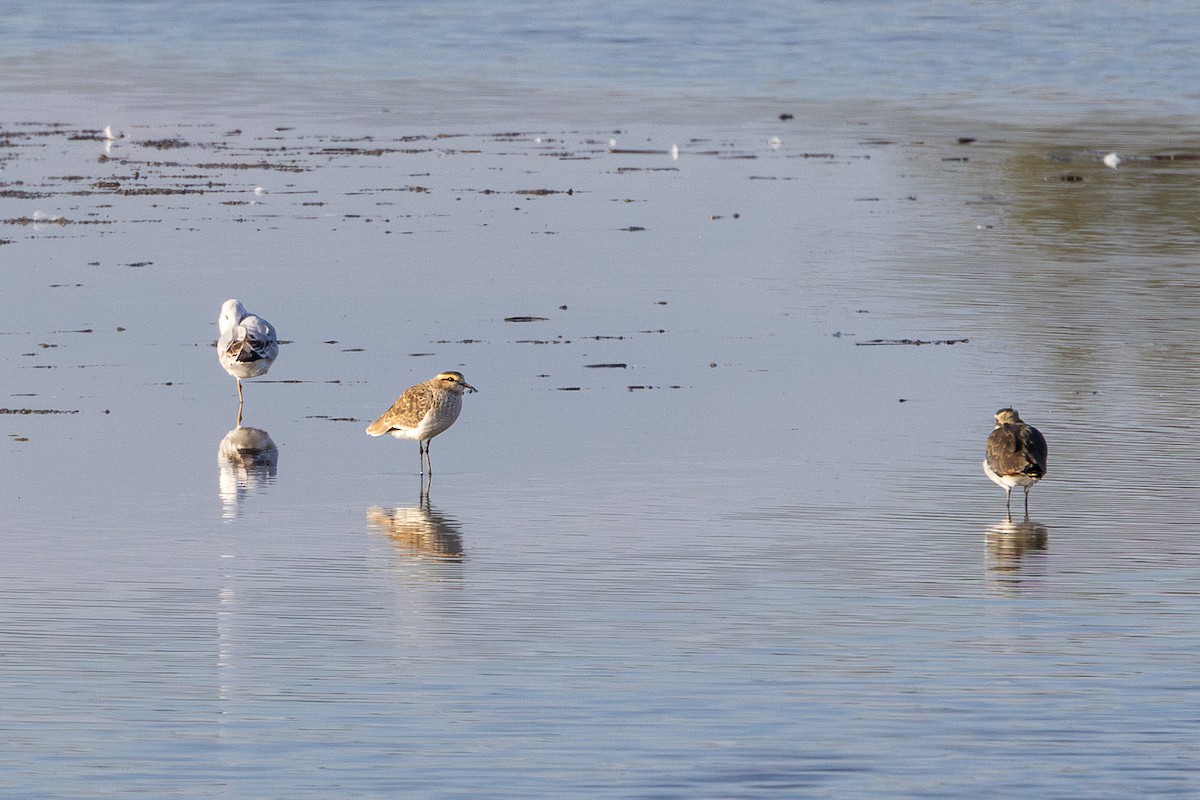 Pavoncella gregaria - ML644750209