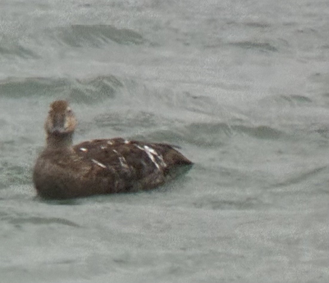 Гага-гребенушка - ML644750210