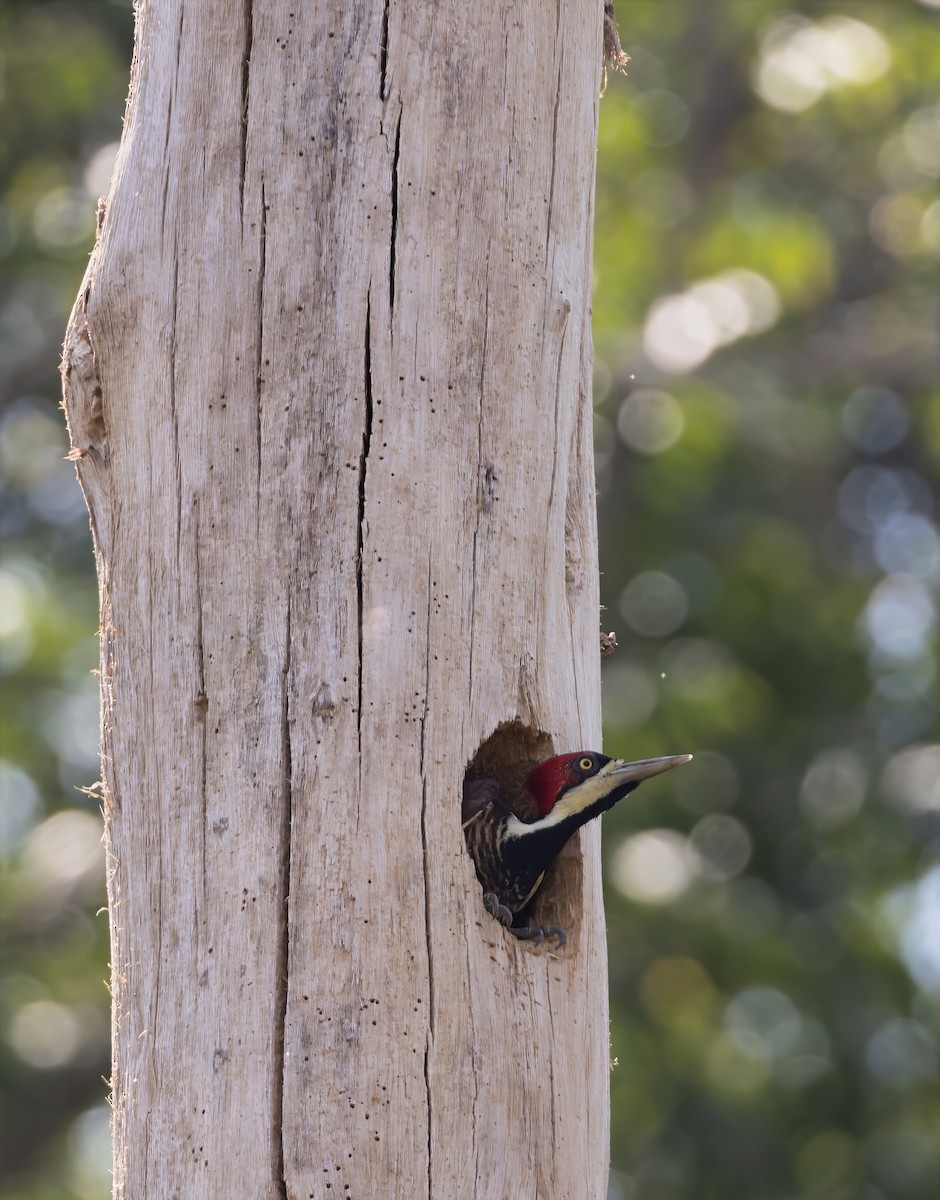 Crimson-crested Woodpecker - ML644750213