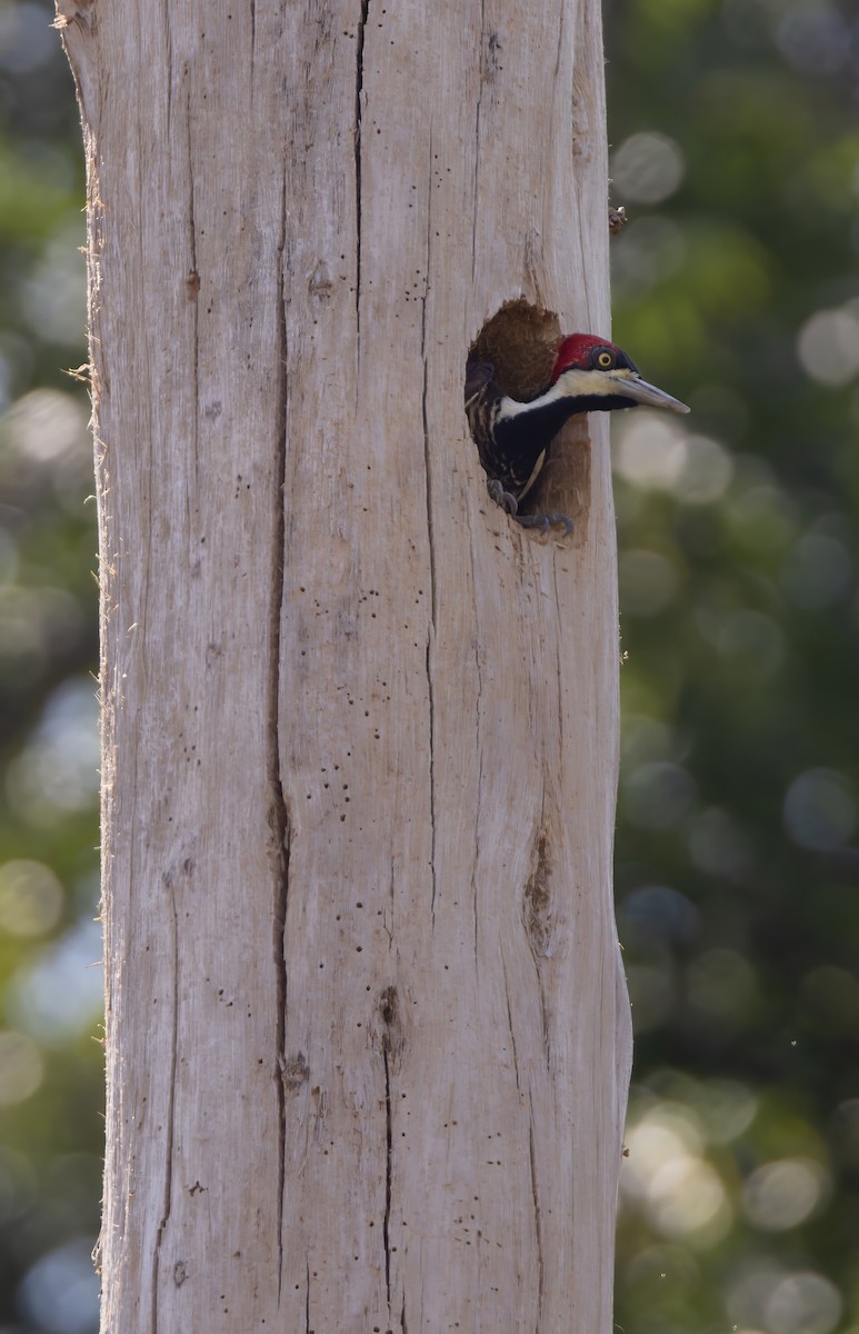 Crimson-crested Woodpecker - ML644750214