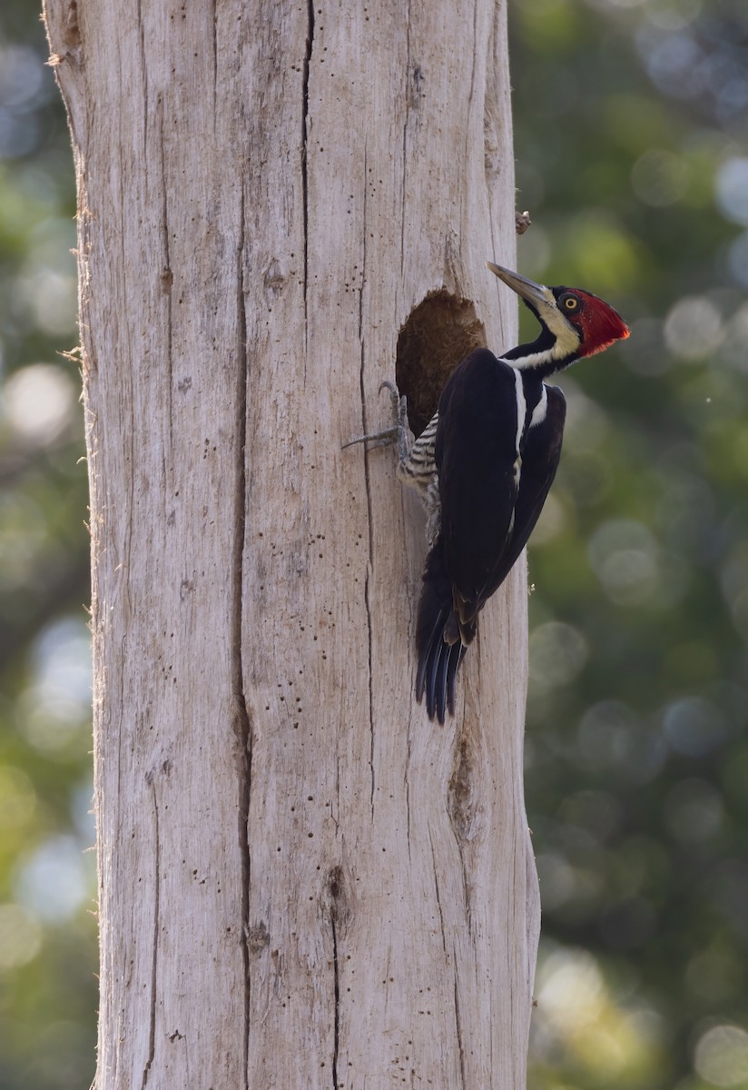 Crimson-crested Woodpecker - ML644750215