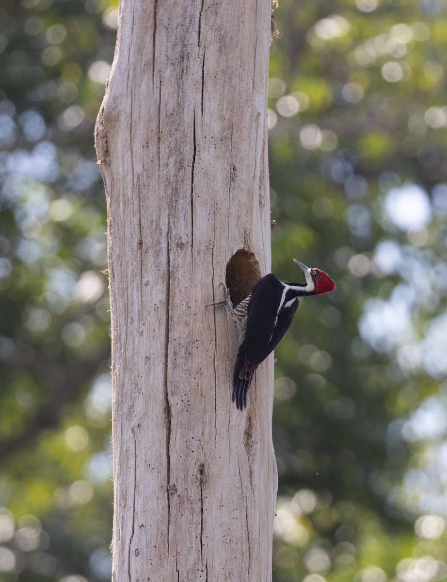 Crimson-crested Woodpecker - ML644750216