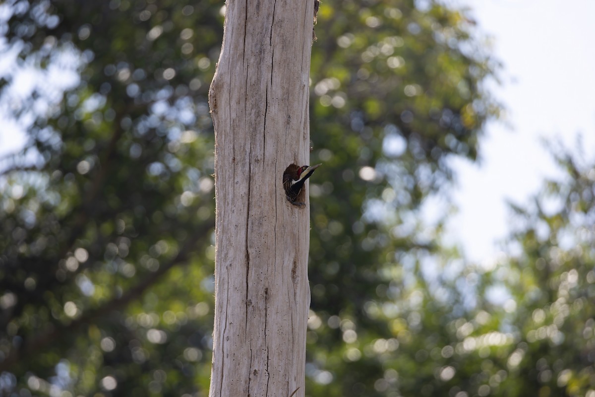 Crimson-crested Woodpecker - ML644750217