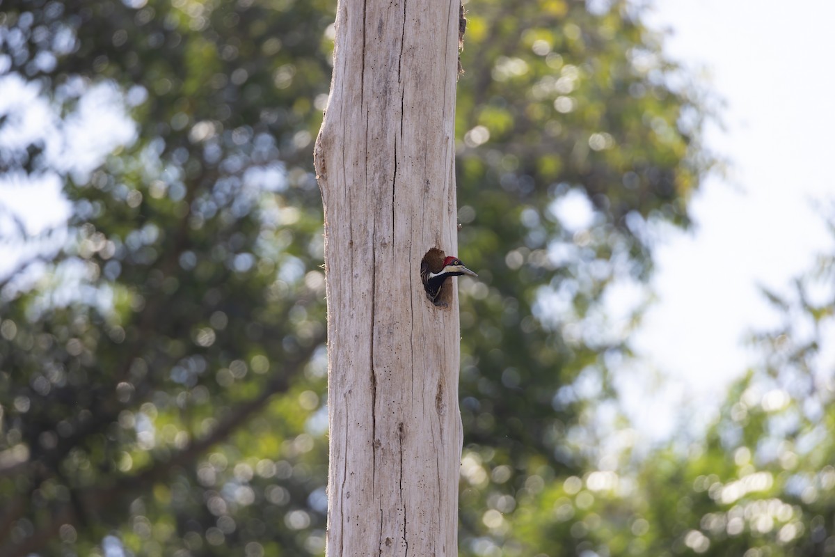 Crimson-crested Woodpecker - ML644750218