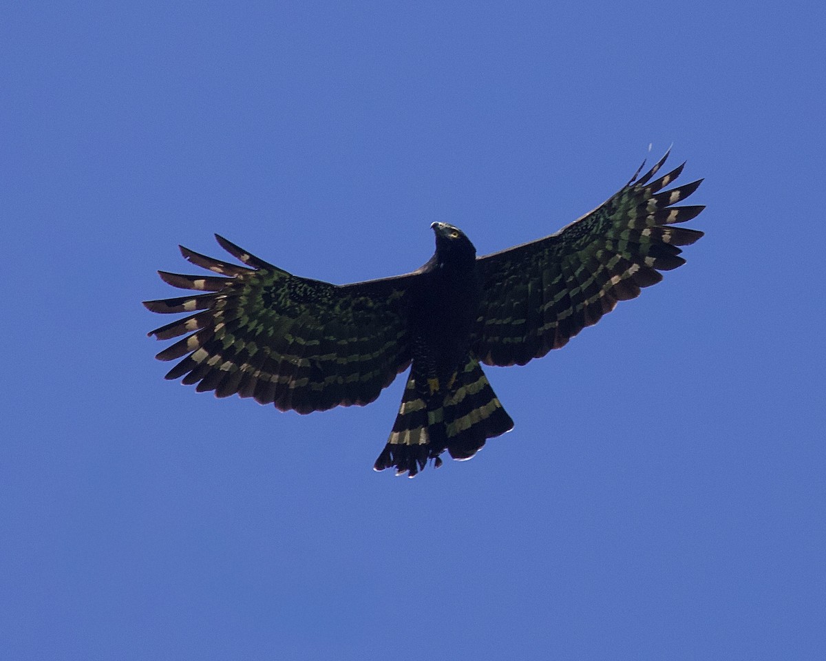 orel černý - ML644750231