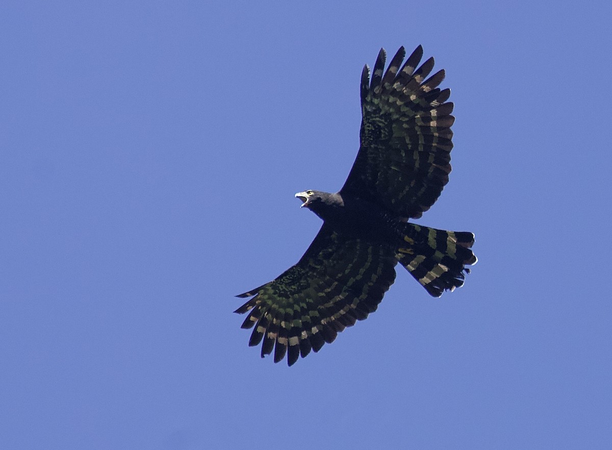 orel černý - ML644750232