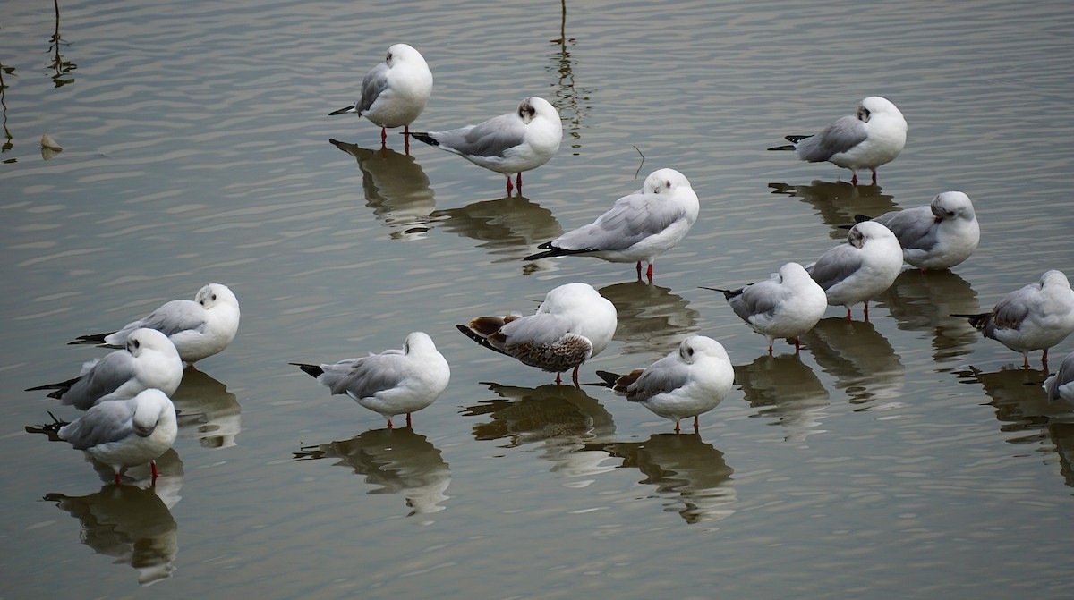 Gaviota Centroasiática - ML644750255