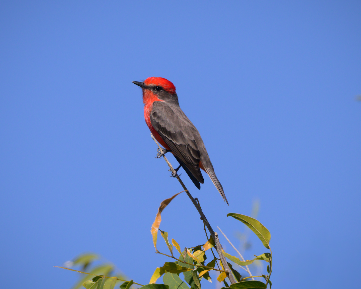 Vermilion Flycatcher - ML644750263