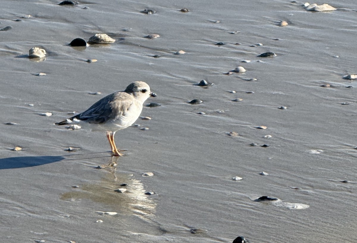 Piping Plover - ML644750264