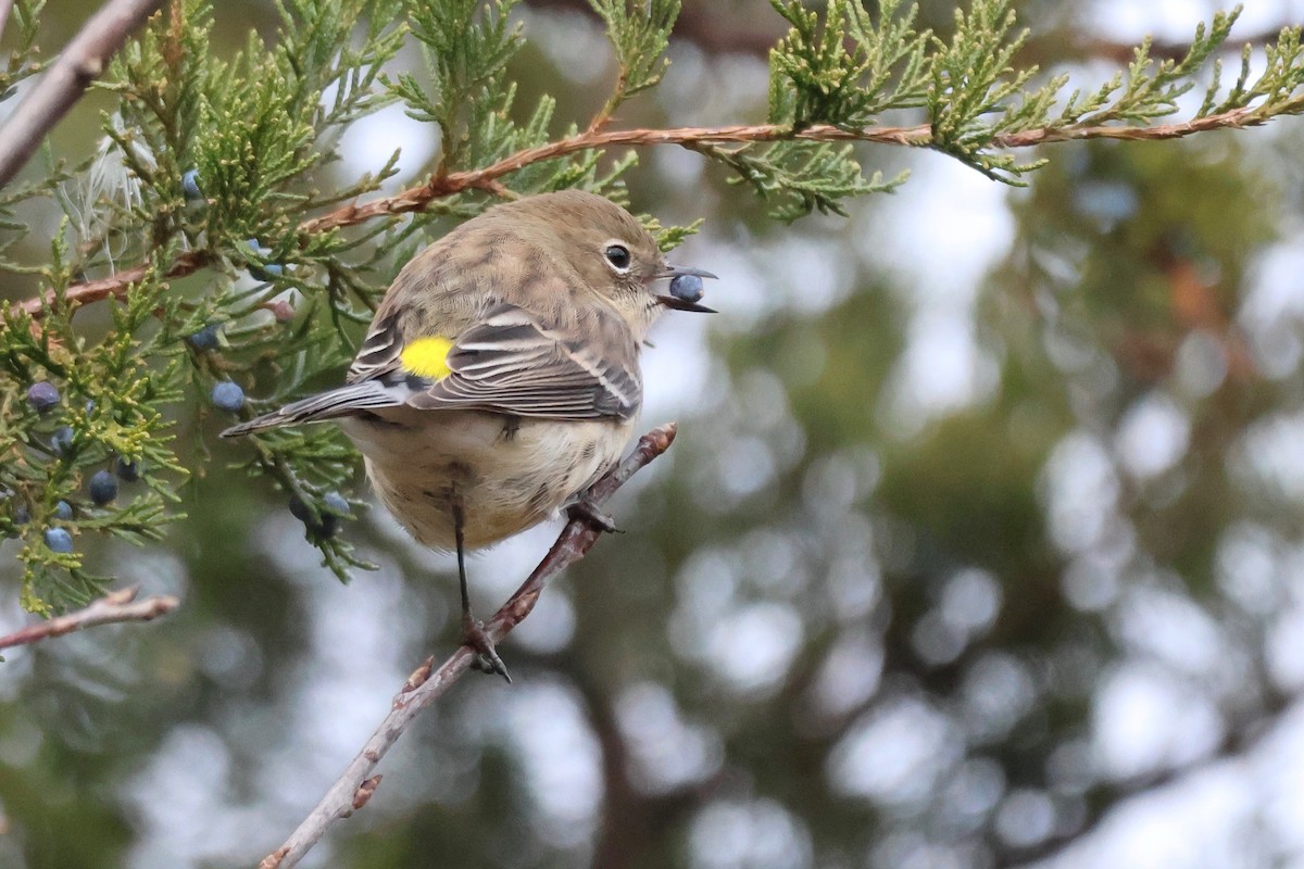 Yellow-rumped Warbler - ML644750267
