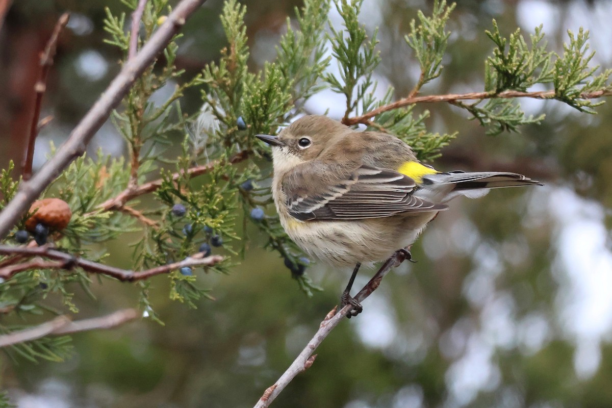 Yellow-rumped Warbler - ML644750268