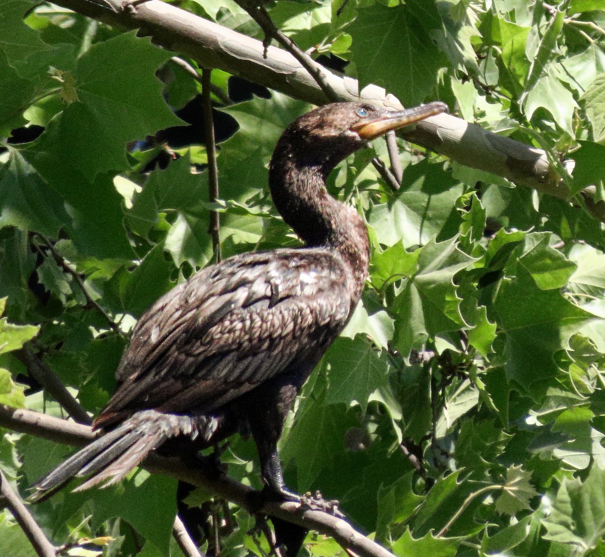Neotropic Cormorant - ML644750272
