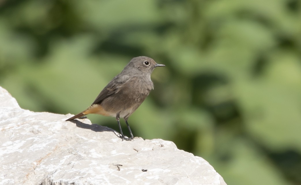 Black Redstart - ML644750280