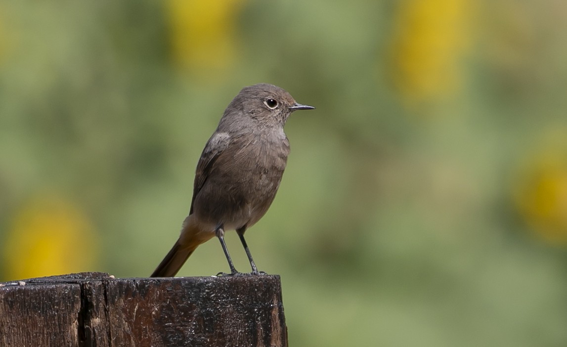 Black Redstart - ML644750281
