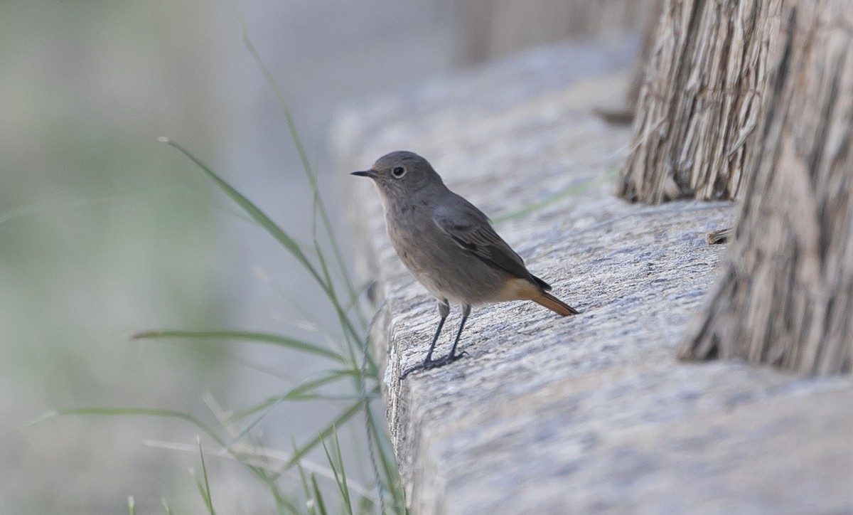 Black Redstart - ML644750282