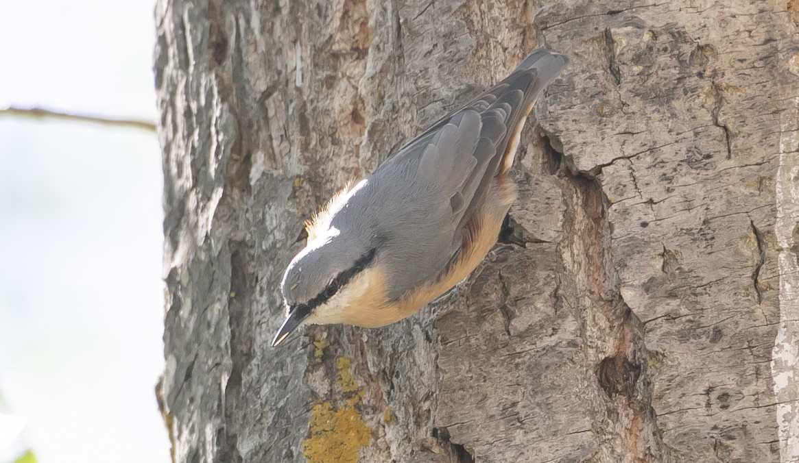 Повзик звичайний - ML644750285