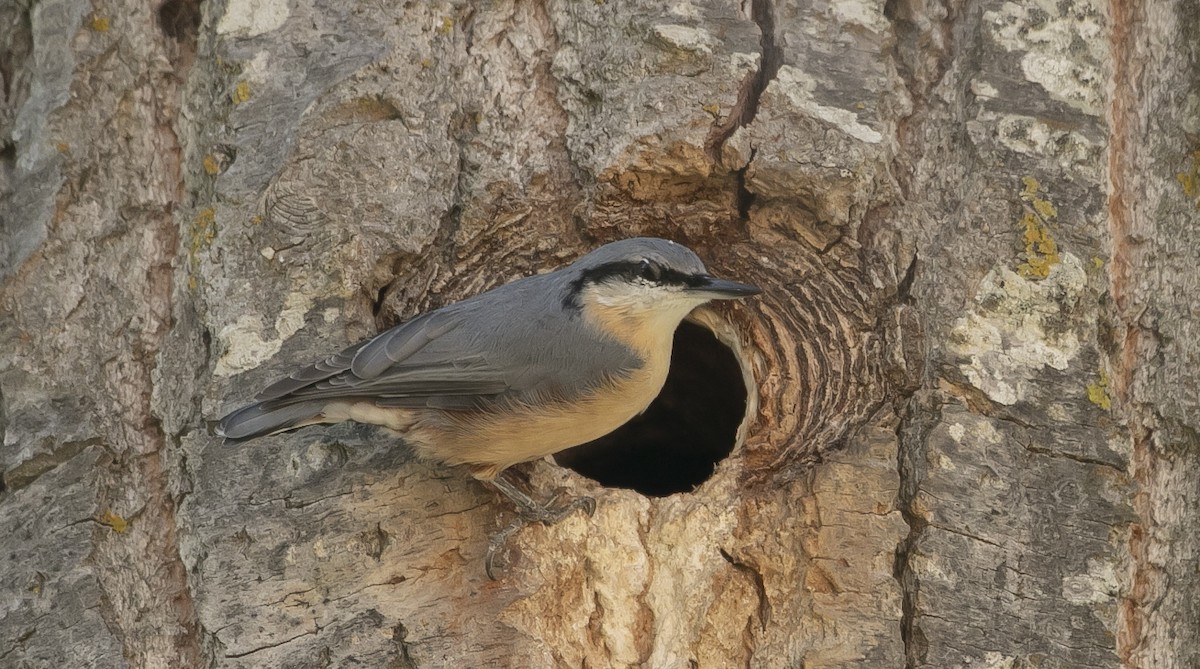 Повзик звичайний - ML644750286