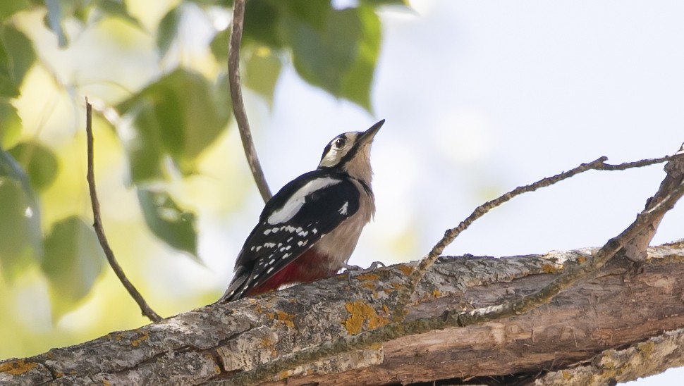 Great Spotted Woodpecker - ML644750290