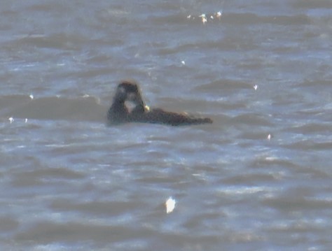 Surf Scoter - ML644750292