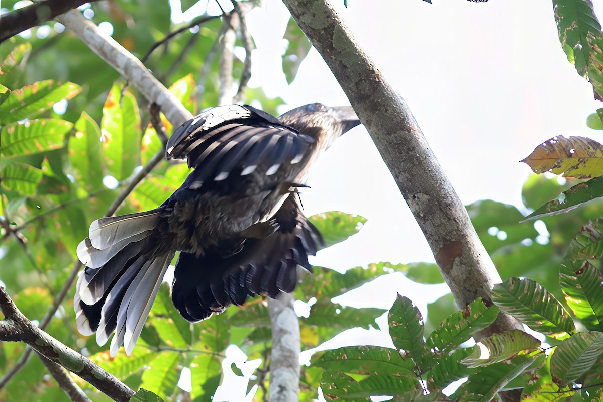 Rusty-cheeked Hornbill - ML644750293