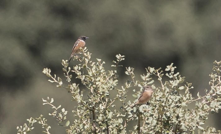 European Stonechat - ML644750294