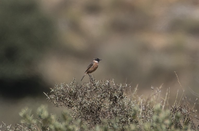European Stonechat - ML644750295