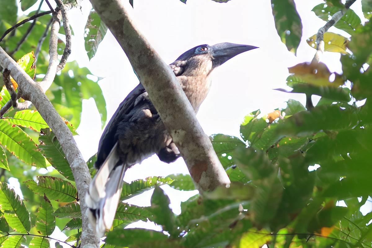 Rusty-cheeked Hornbill - ML644750296