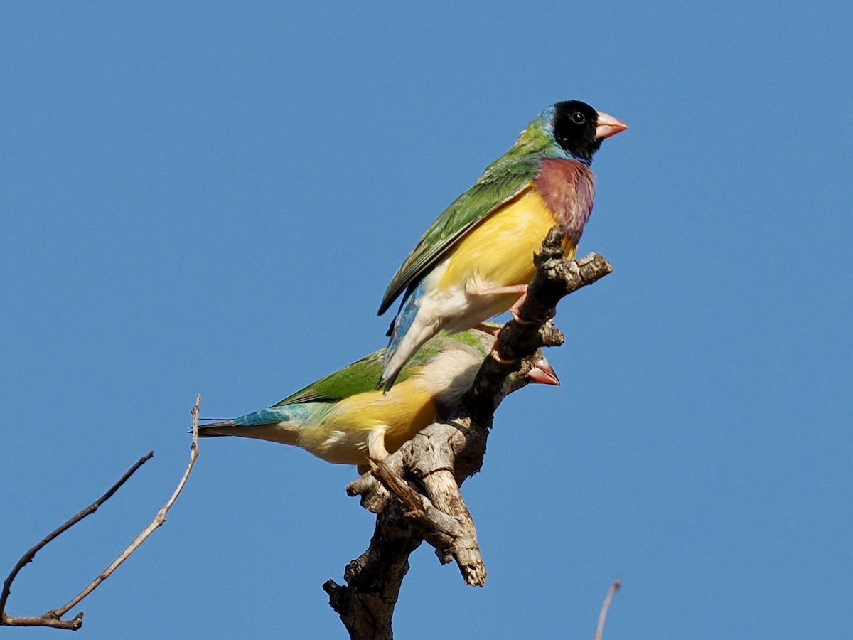 コキンチョウ - ML644750297