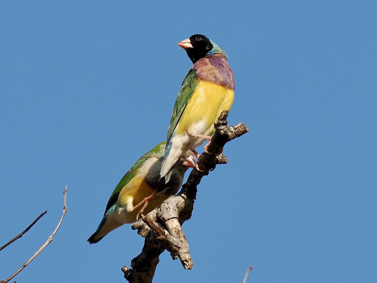 コキンチョウ - ML644750298