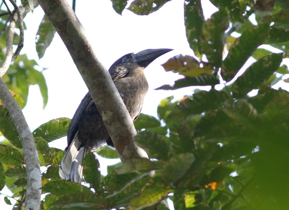 Rusty-cheeked Hornbill - ML644750299