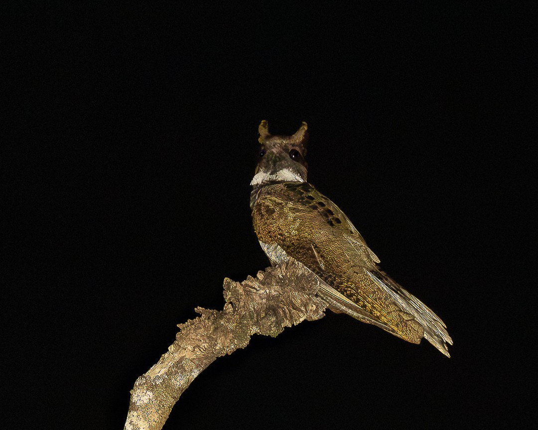 Great Eared-Nightjar - ML644750303