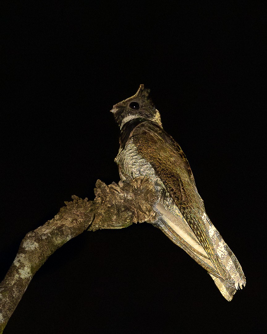 Great Eared-Nightjar - ML644750304